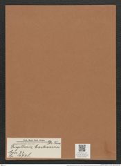 Fragilaria castracanei De-Toni (de-Toni-Nr.: Genus 73, Species 2728) Zeichnungen Sammlung Grunow Mappe 02941 (Herbarium_W_Grunow_drawings_Folder_02941)